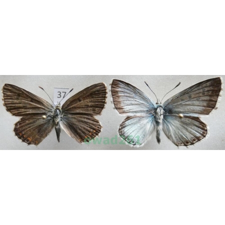 Polyommatus coridon (Poda, 1761) pair Poland37